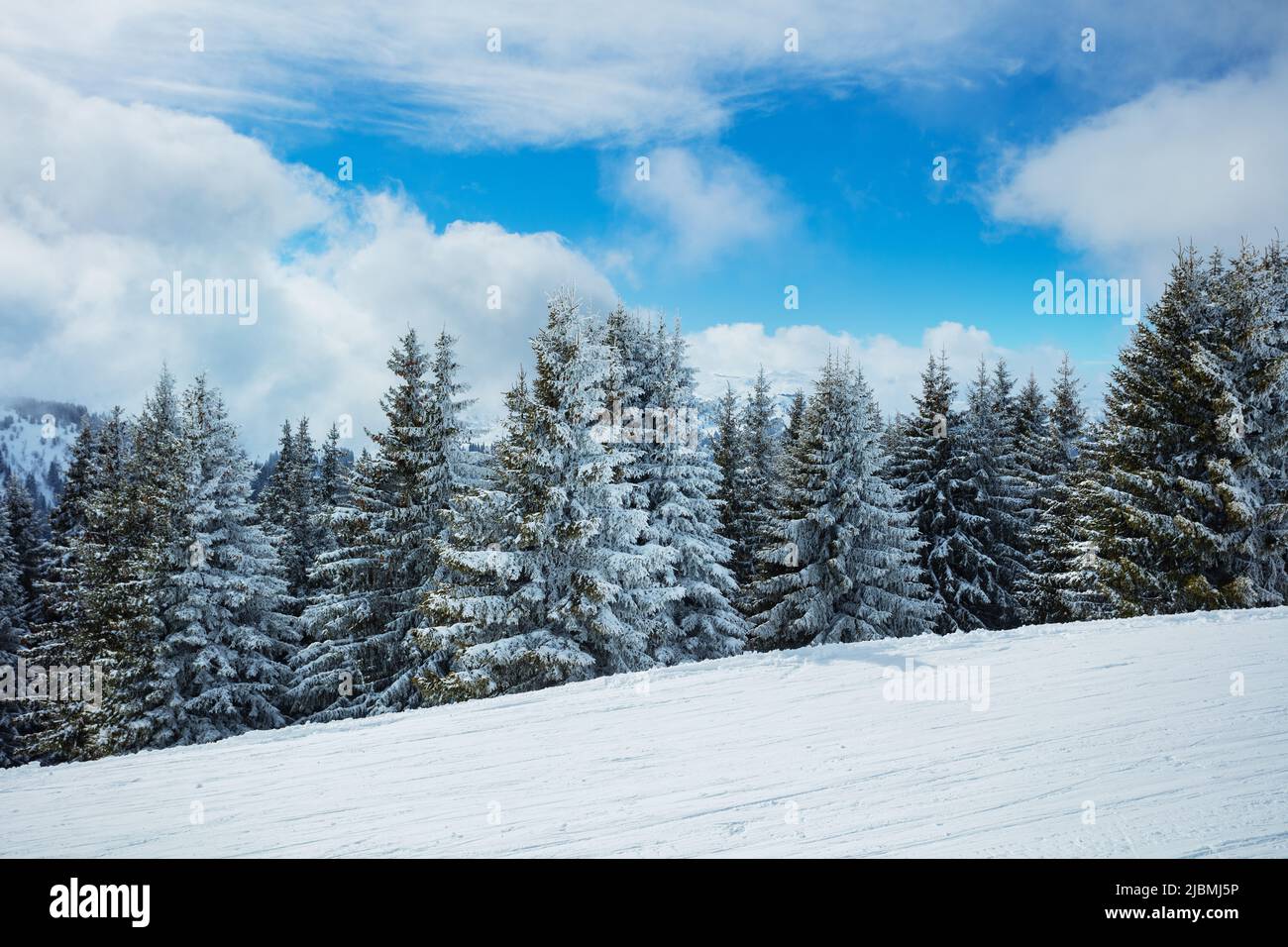 Firs covered with snow on sunny day after heavy snowstorm Stock Photo
