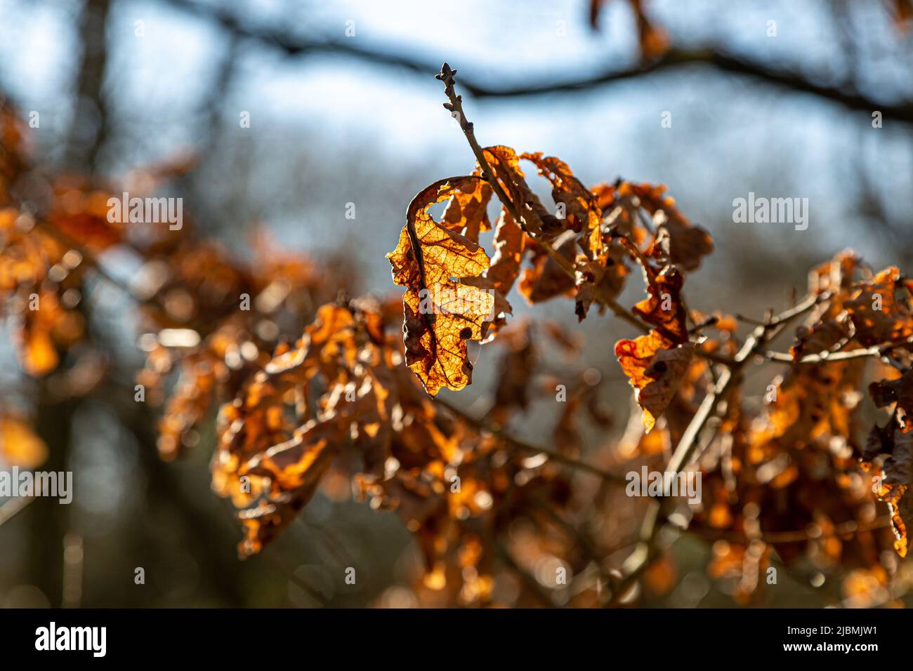 A close up of dried brown leaves on a tree, with sunshine illuminating ...