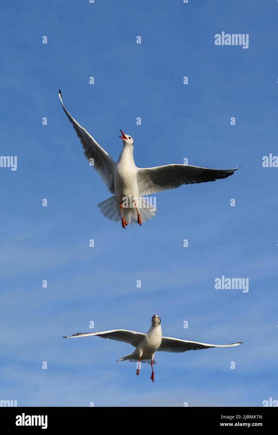 The black-headed gull (Chroicocephalus ridibundus) (Larus ridibundus). Bird in flight with its wings spread wide, Black Sea Stock Photo