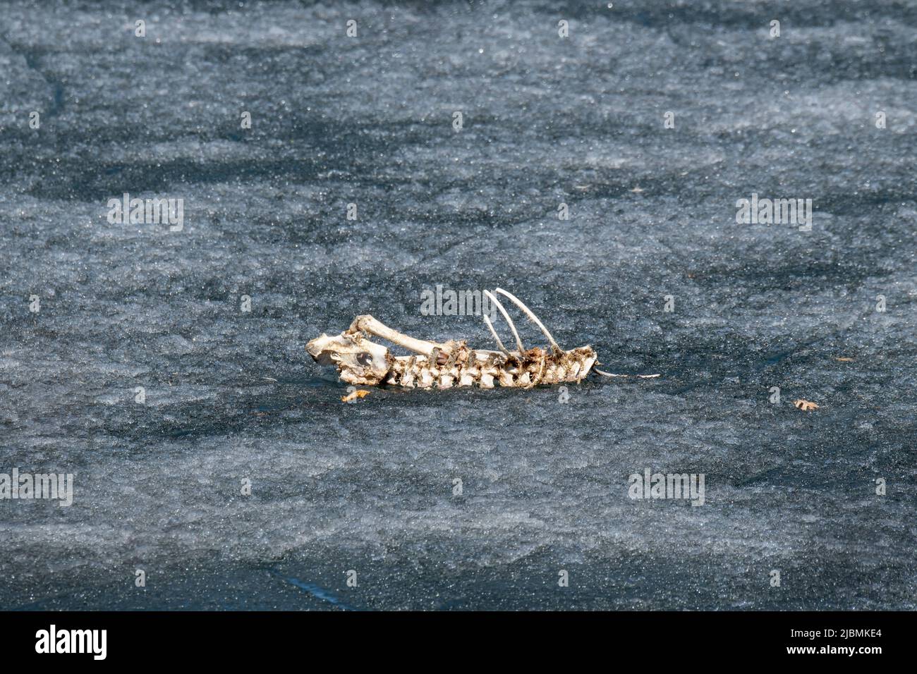Vadnais Heights, Minnesota. Deer skeleton on the frozen lake. Deer walked out on the ice and could not get back to the shore and died on the frozen ic Stock Photo