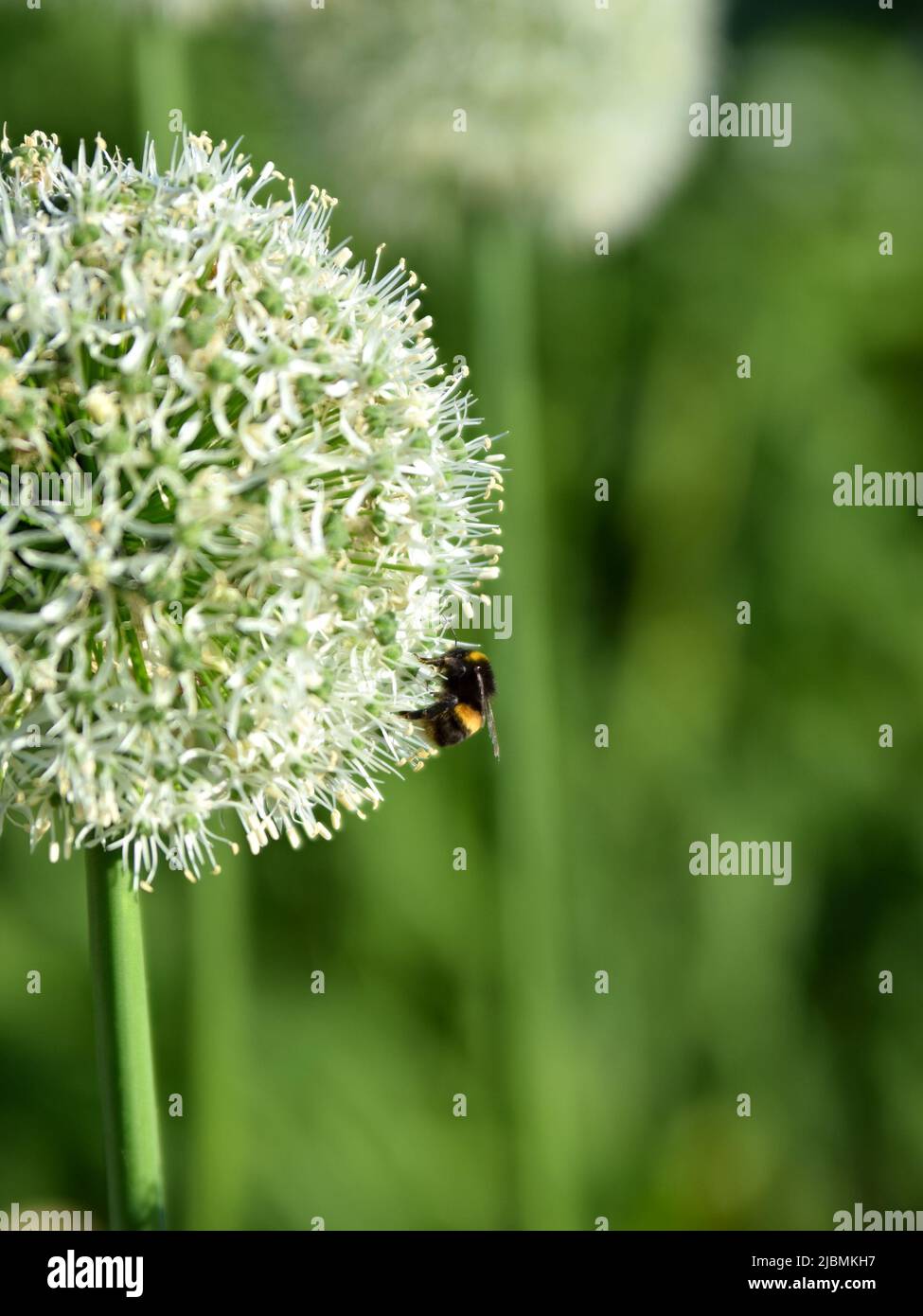 Bee pollinating white Allium flower Stock Photo Alamy