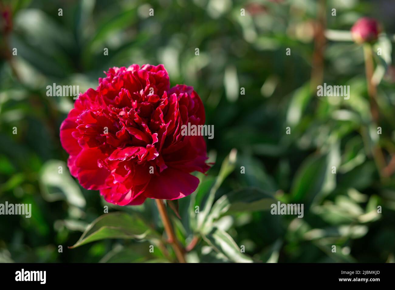 Red peony flower. Highly blurred background. Macro. Garden, garden floriculture Stock Photo