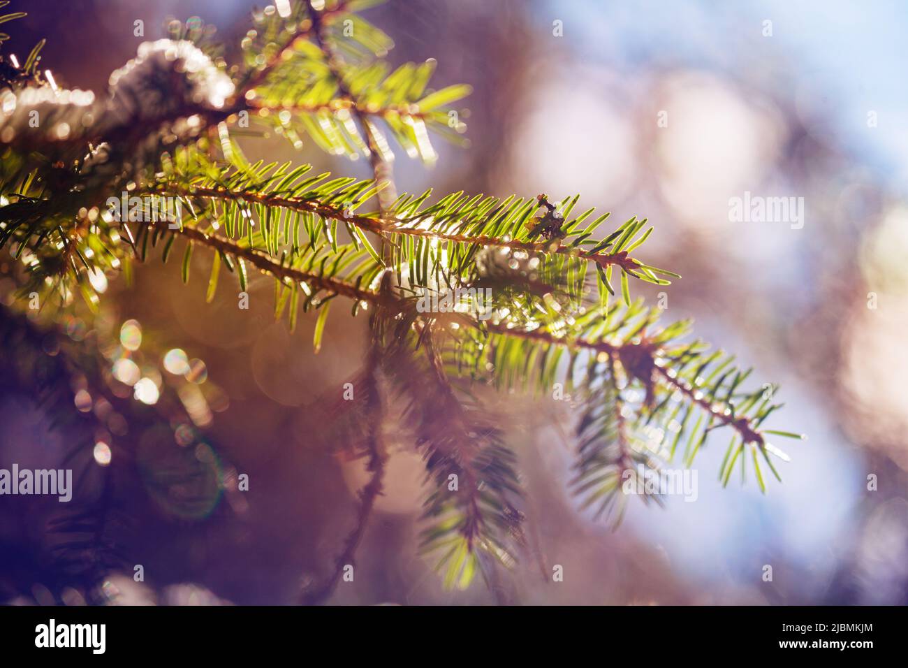 Close-up of firs covered with snow over forest on background Stock Photo