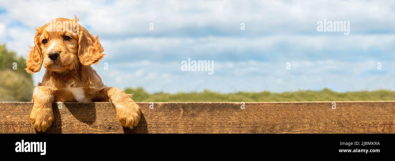 Panoramic cute golden puppy dog leaning on a wooden fence outside web banner header panorama Stock Photo