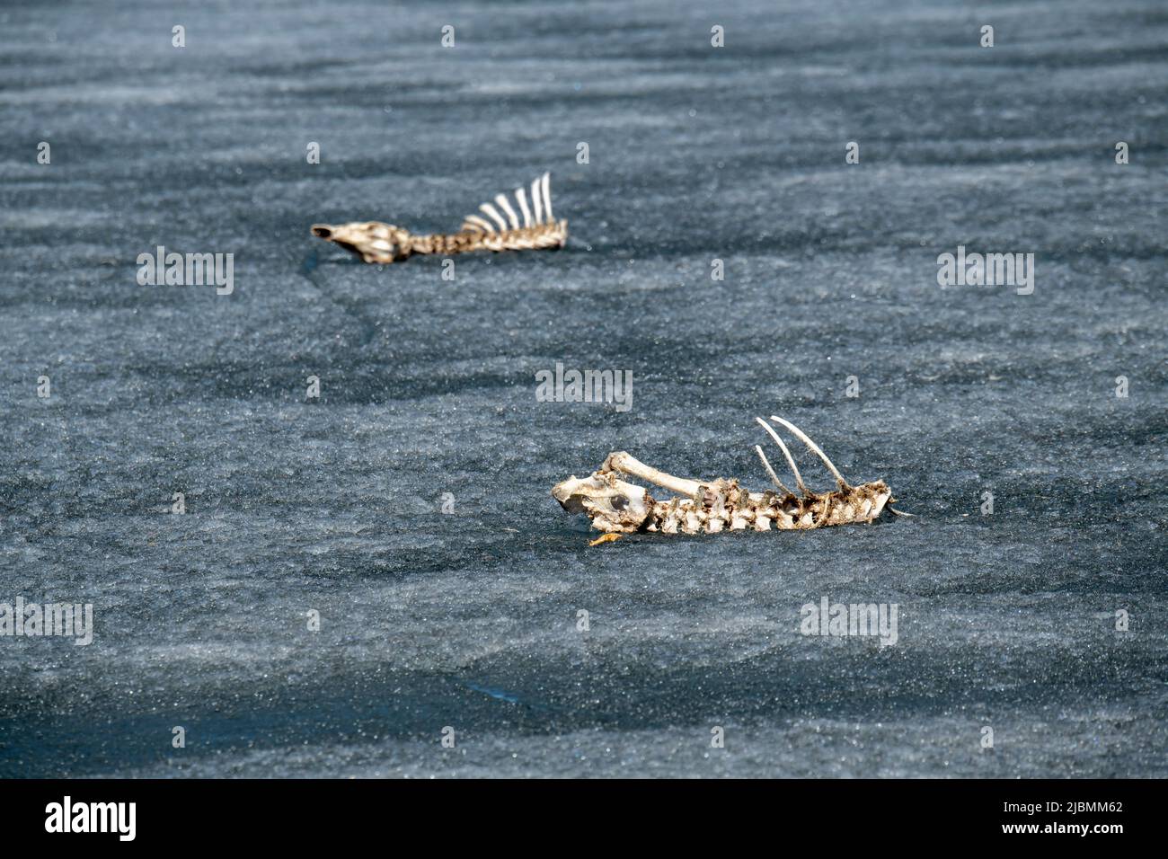 Vadnais Heights, Minnesota. Deer skeletons on the frozen lake. Deer walked out on the ice and could not get back to the shore and died on the frozen i Stock Photo