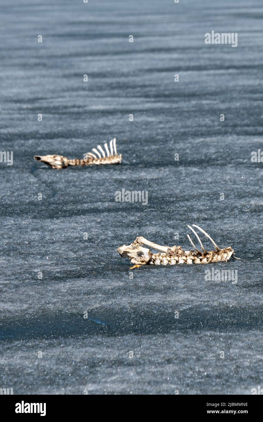 Vadnais Heights, Minnesota. Deer skeletons on the frozen lake. Deer walked out on the ice and could not get back to the shore and died on the frozen i Stock Photo