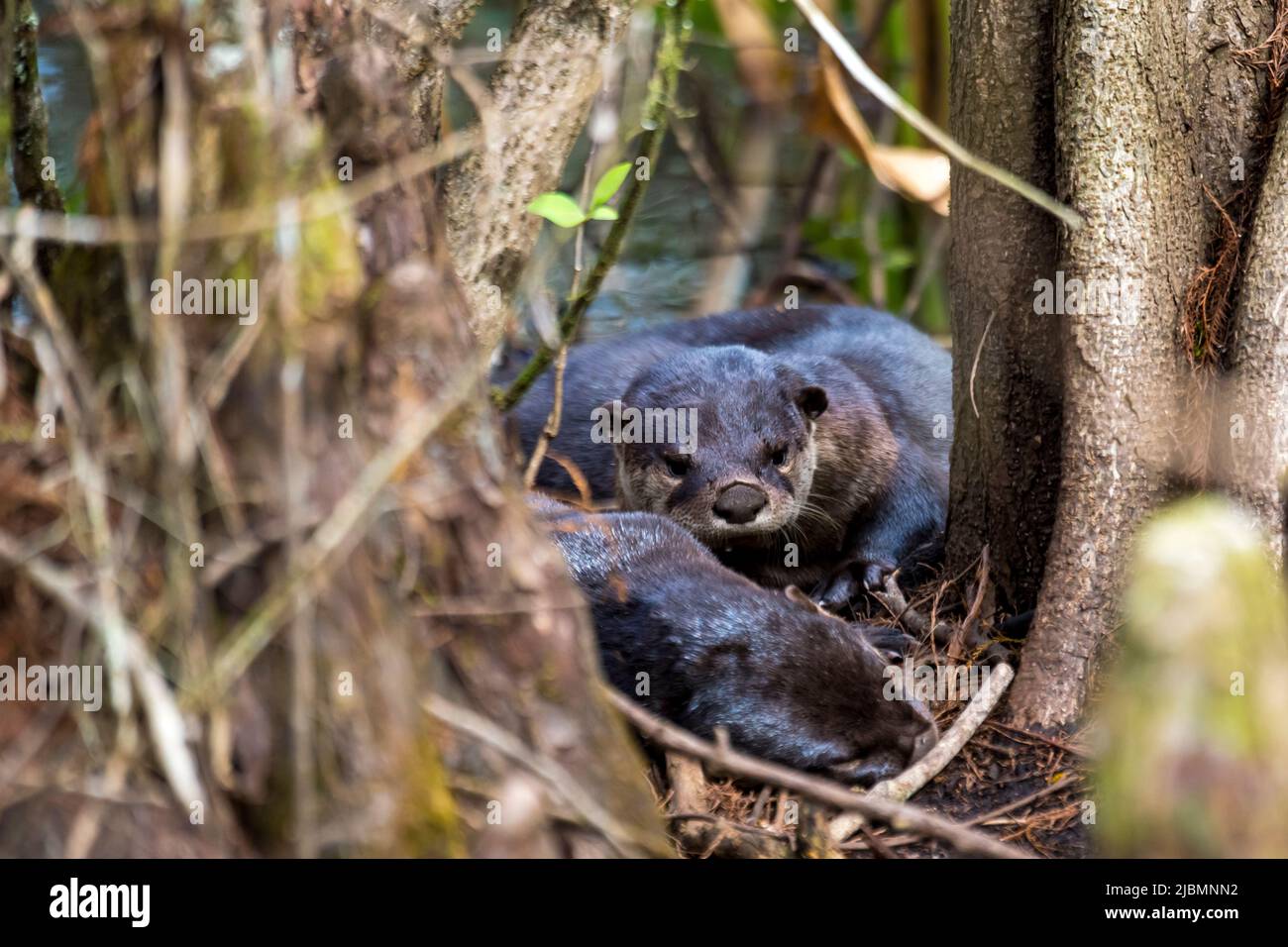 Naples, Florida. Corkscrew swamp sanctuary. A pair of River Otters, (Lutra canadensis) resting in the swamp. Stock Photo