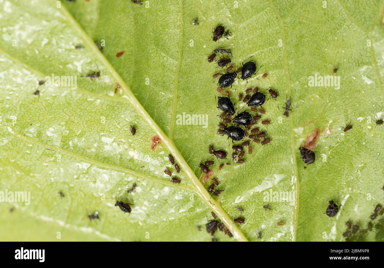 Aphids on leaves. Little black insects that suck the sap of plants, pests  of fruit trees. A lot of harmful aphids on green damaged cherry leaves  Stock Photo - Alamy