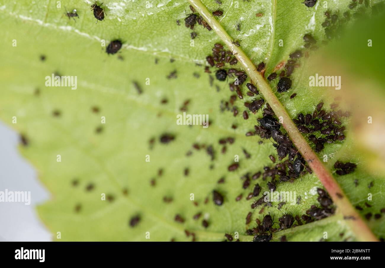 Aphids on leaves. Little black insects that suck the sap of plants, pests  of fruit trees. A lot of harmful aphids on green damaged cherry leaves  Stock Photo - Alamy