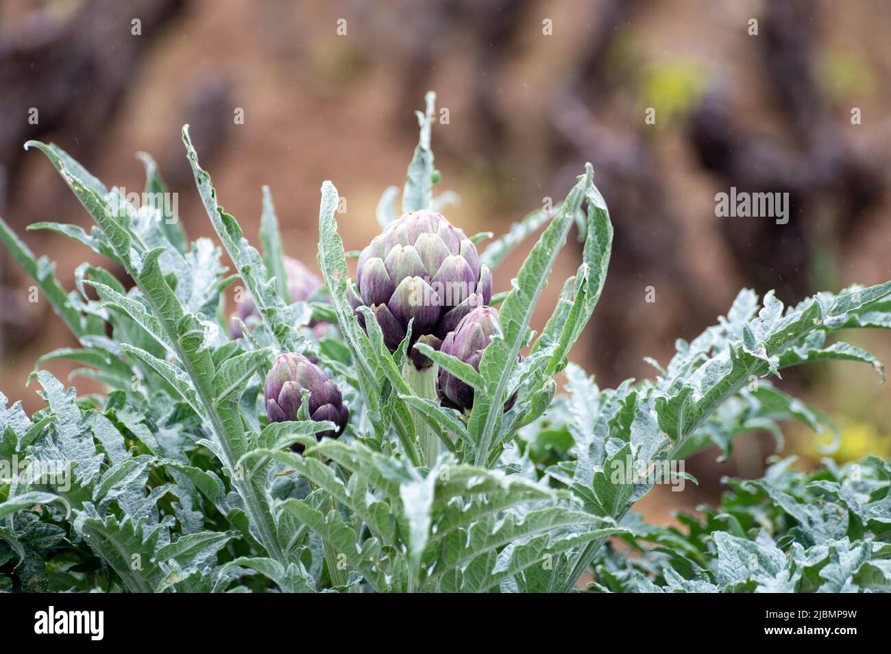 Artichoke plant growing in garden with green and purple flower heads
