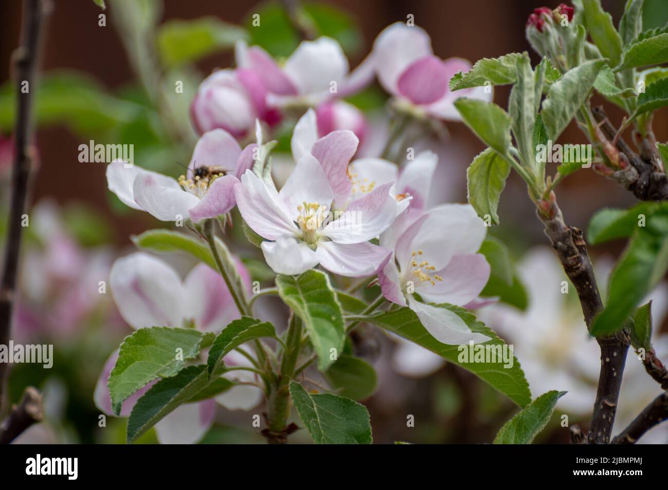 Blossom of apple tree on fruit orchard, nature background Stock Photo