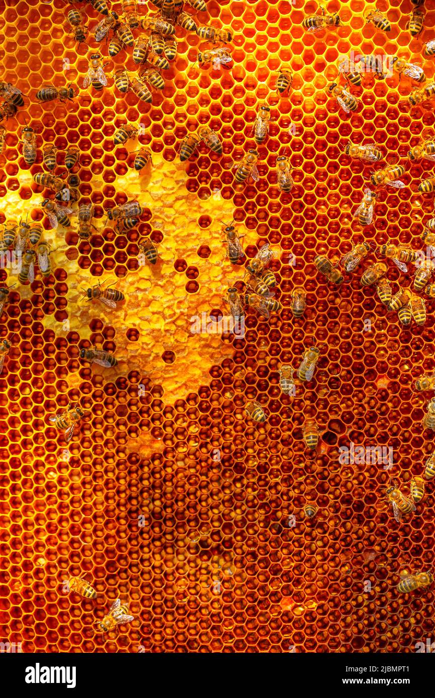 Honey frame, texture. Abstract natural background. Worker bees work in
