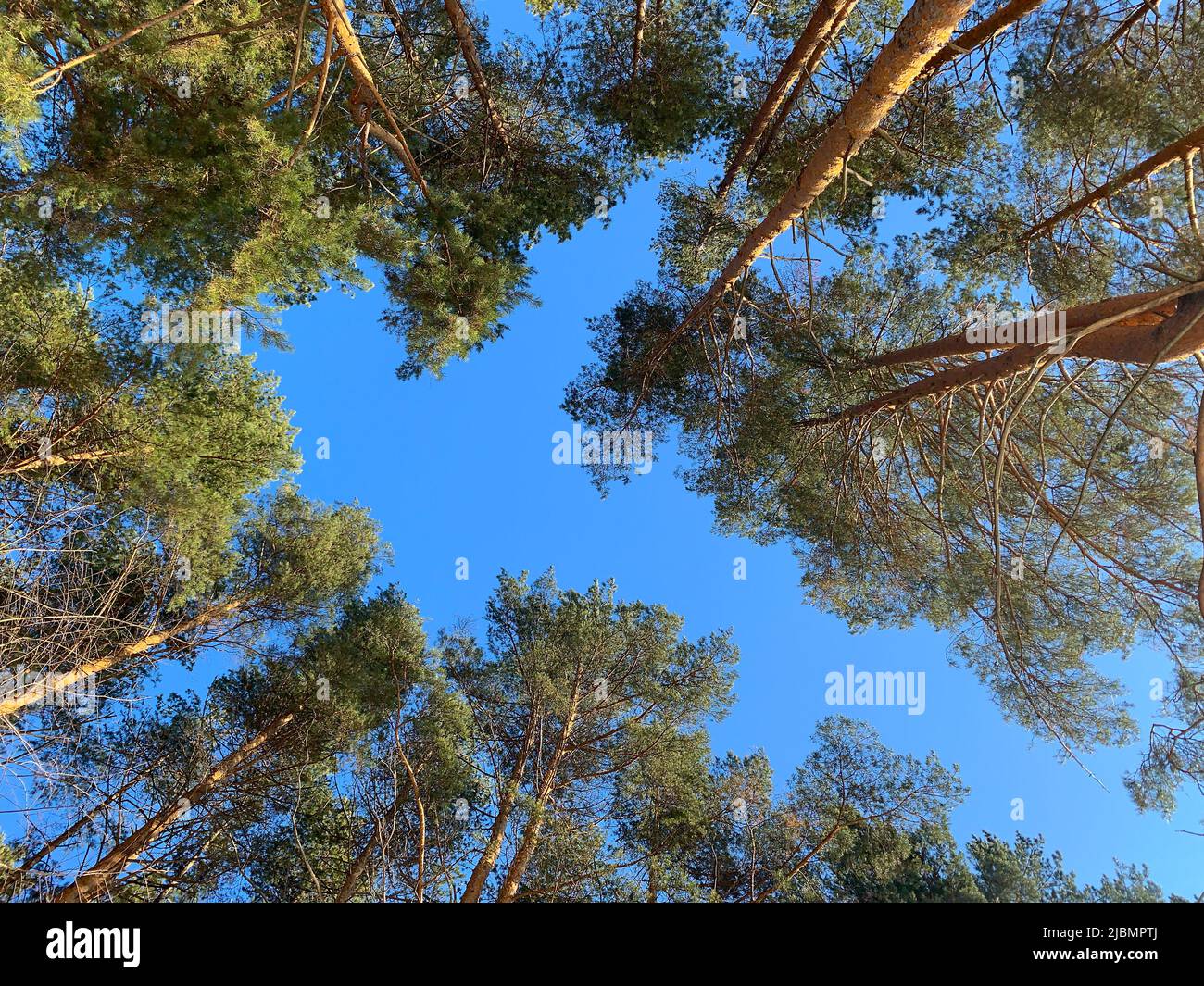 Pine tree tops and deep blue sky Stock Photo - Alamy