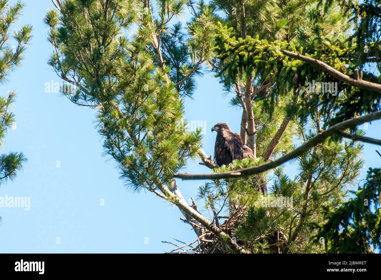 Vadnais Heights, Minnesota. John H. Allison forest. A pair of young bald eagle nestlings, Haliaeetus leucocephalus, sitting in their nest. Stock Photo