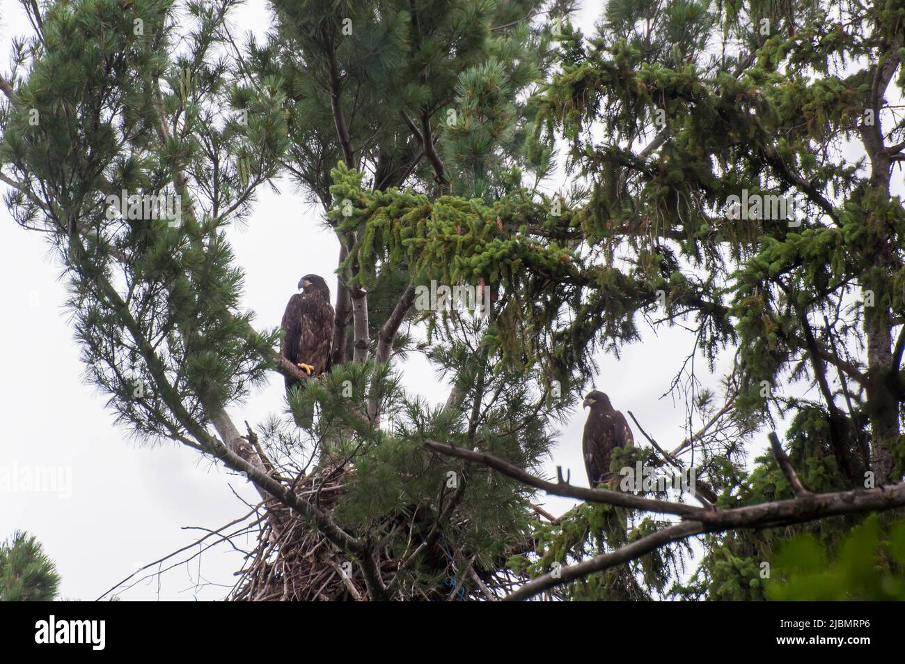 Vadnais Heights, Minnesota. John H. Allison forest. A pair of young bald eagle nestlings, Haliaeetus leucocephalus,  perched on a branch next to their Stock Photo