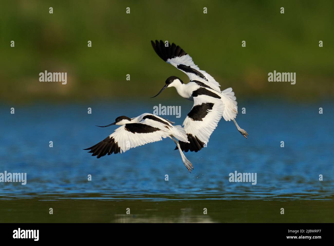Pied avocet (Recurvirostra avosetta) in its natural environment Stock Photo