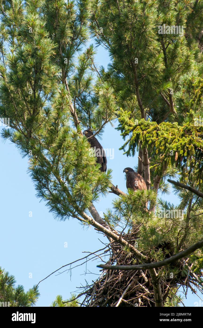 Vadnais Heights, Minnesota. John H. Allison forest. A pair of young bald eagle nestlings, Haliaeetus leucocephalus,  perched on a branch next to their Stock Photo