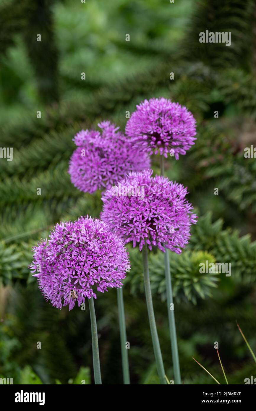 Allium giganteum purple flower heads growing next to a monkey puzzle tree at Trentham Estate, Stoke on Trent, UK. They bloom in early summer. Stock Photo