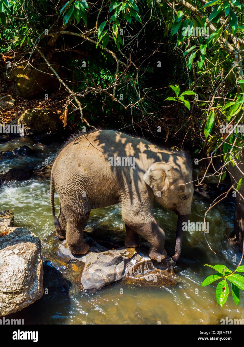 Elephant Camp, Chiang Mai, Thailand 2022 Stock Photo