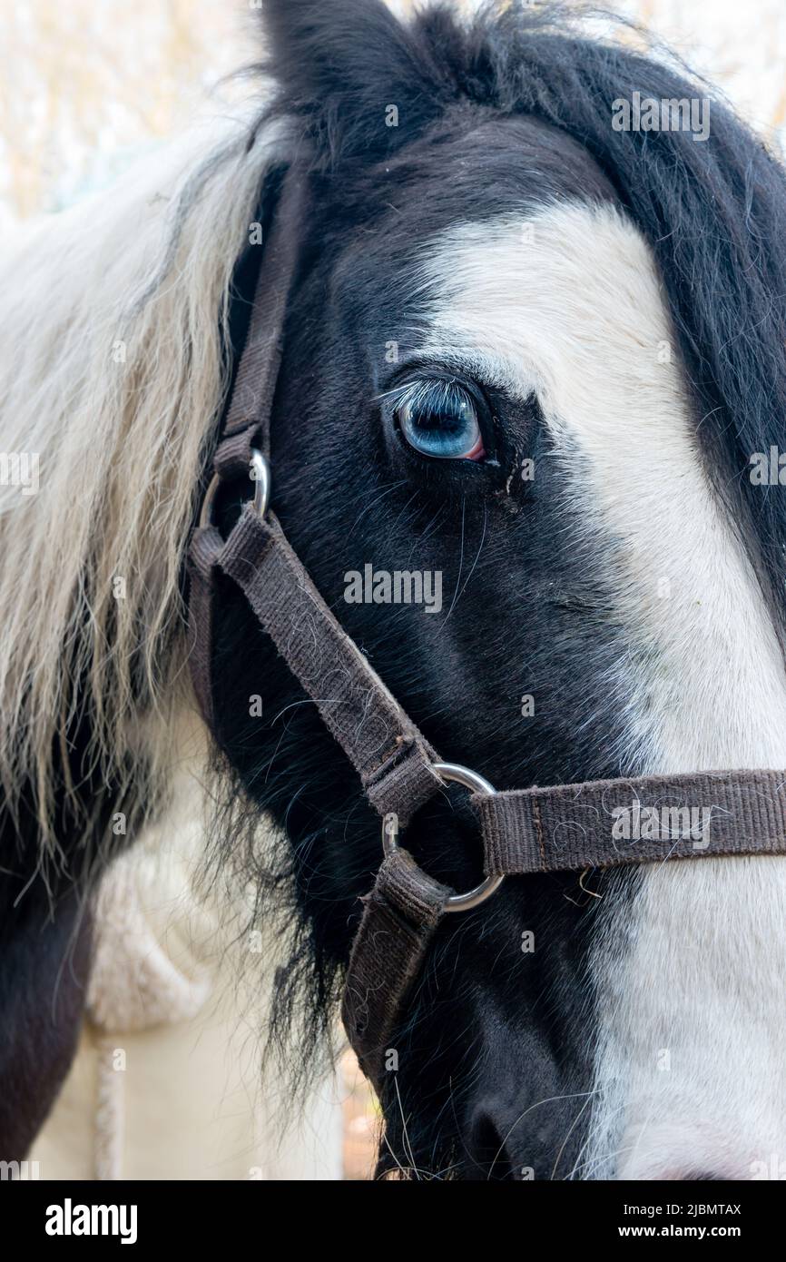 Close-up of piebald gypsy cob horse face and head showing blue wall eye and bitless bridle Stock Photo