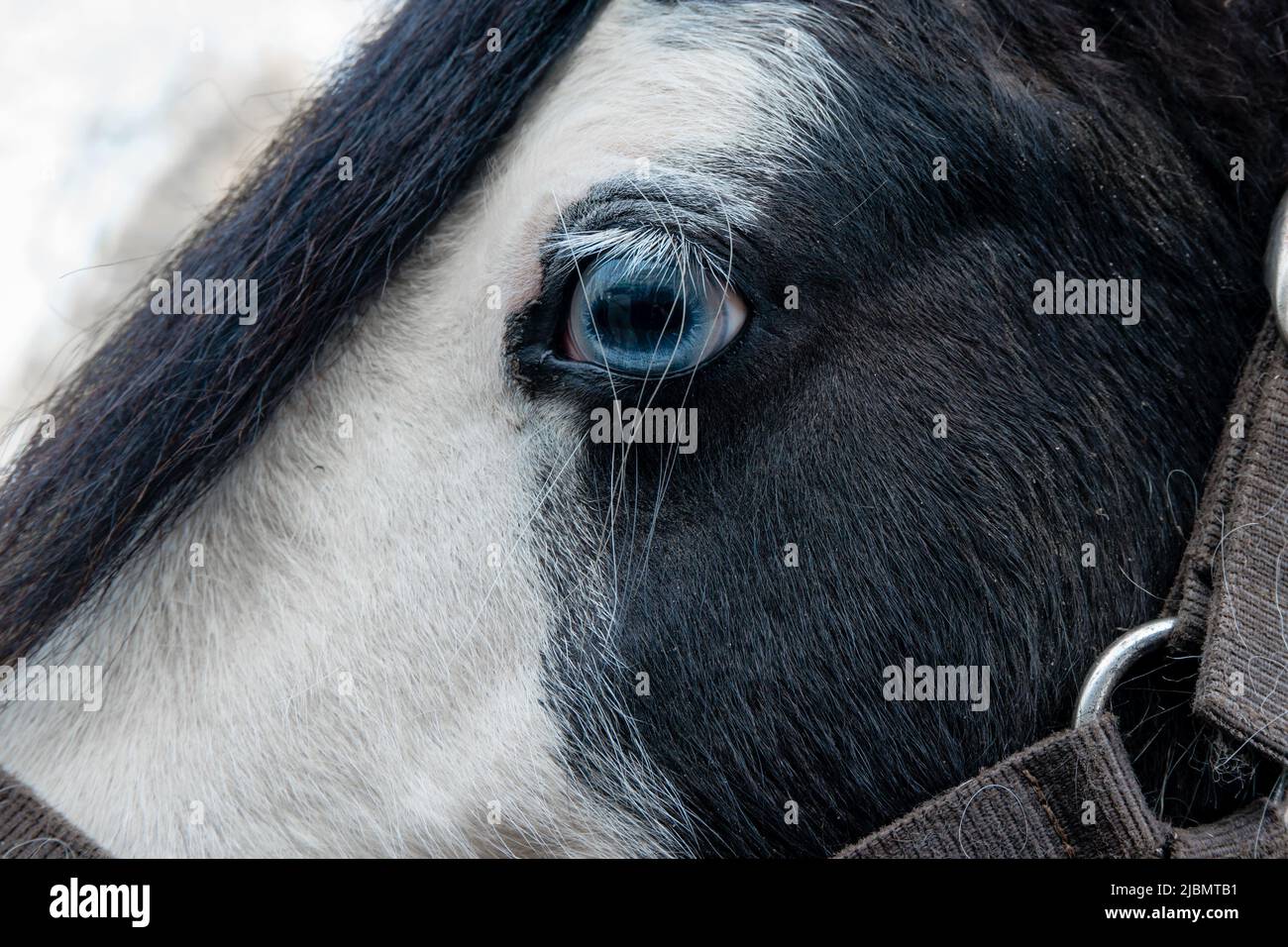 Profile close-up of piebald gypsy cob horse face and forehead showing blue wall eye Stock Photo