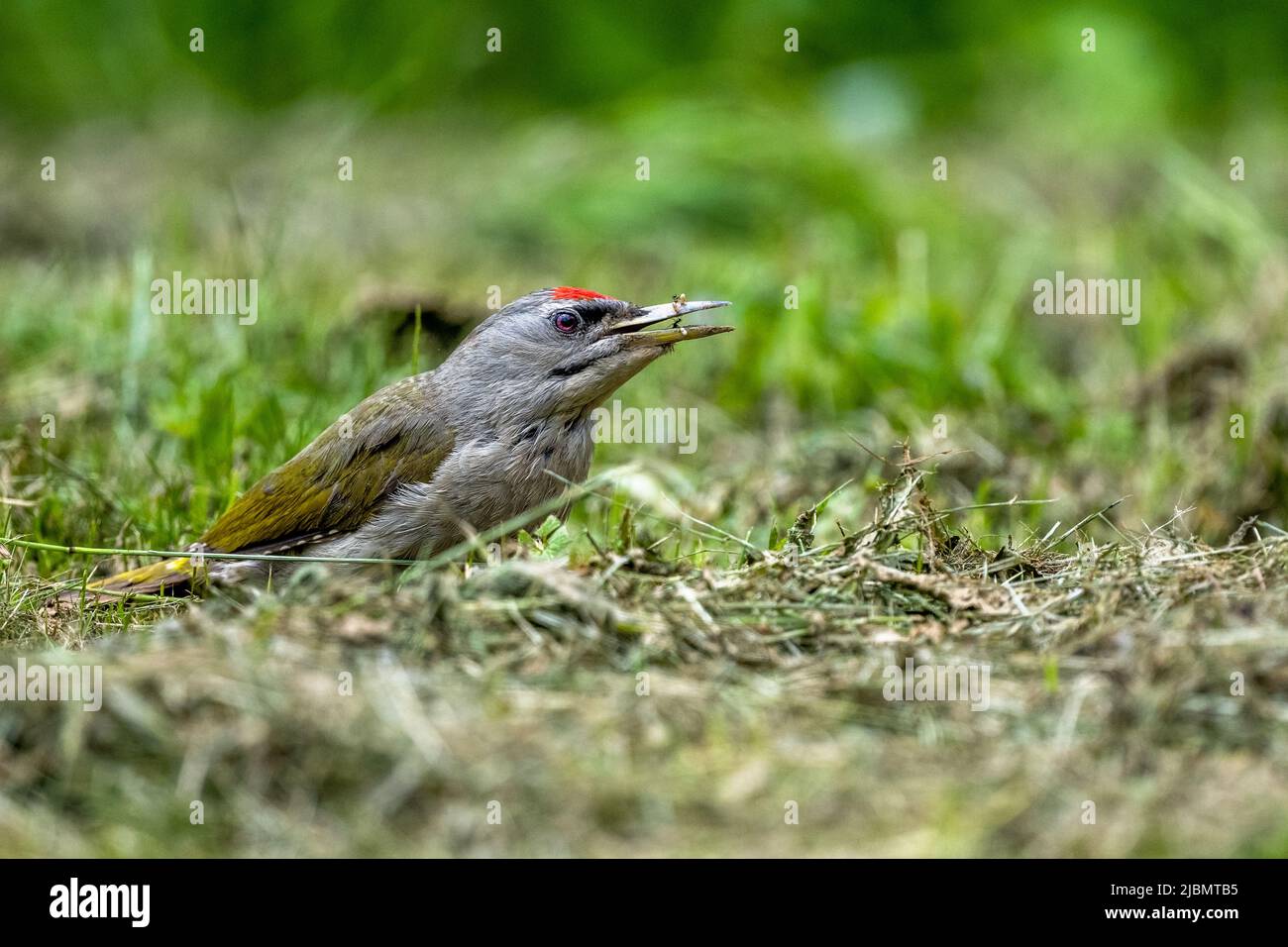 A woodpecker feeding in an anthill. Grey-headed woodpecker, Picus canus. Stock Photo