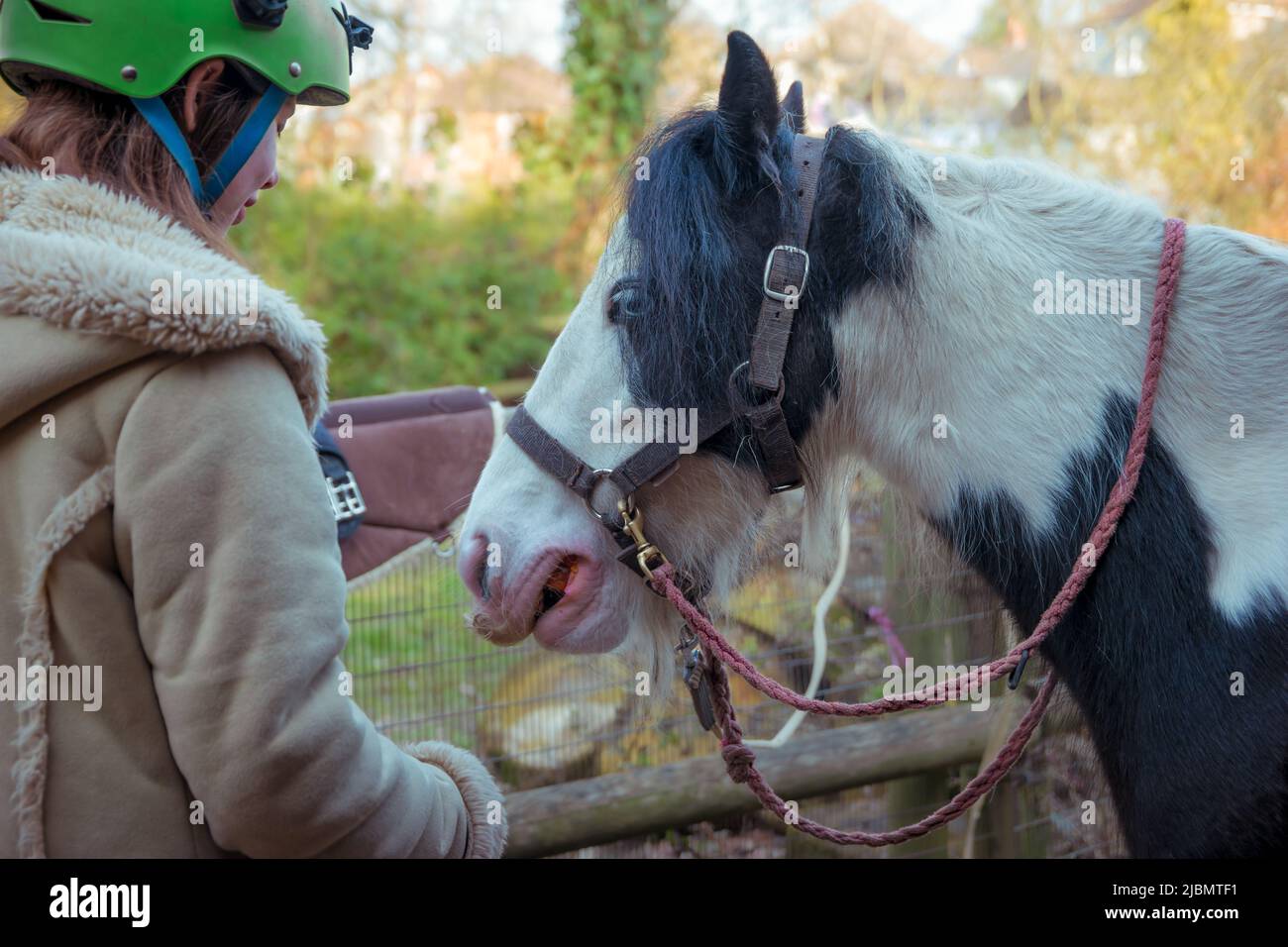 Teenage girl feeding gypsy cob domestic pet horse a carrot Stock Photo