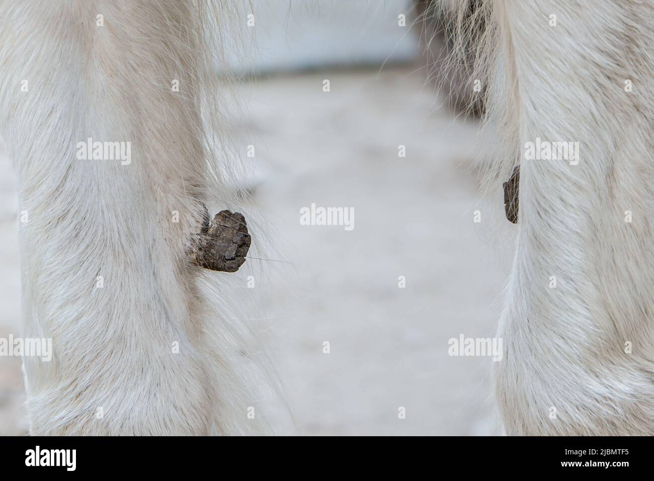 Large chestnut callosity toe on the legs of a gypsy cob draft horse Stock Photo