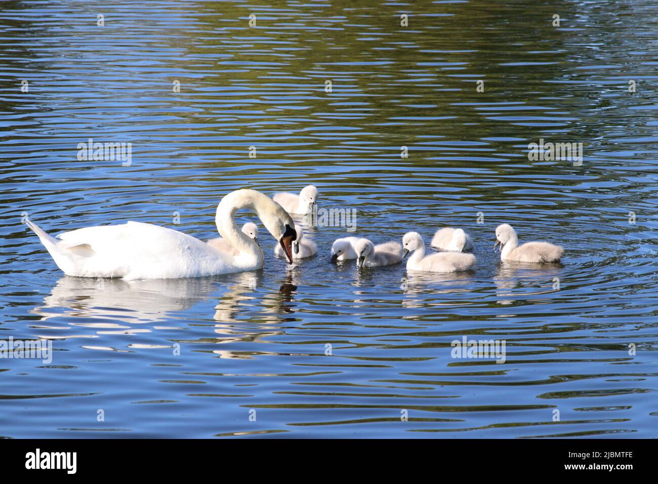 Swan and Stock Photo Alamy
