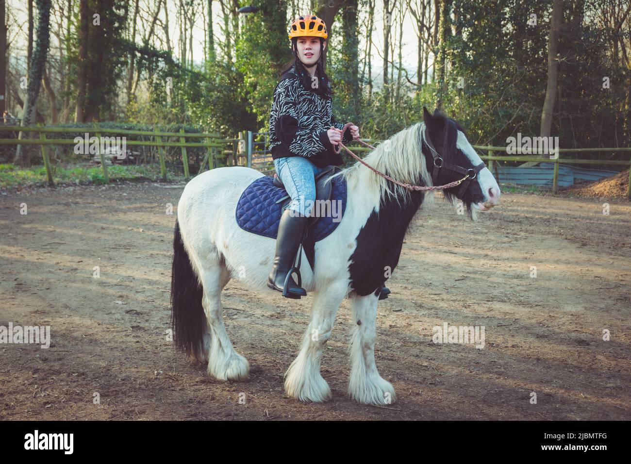 A teenage girl sitting on and riding a piebald gypsy cob draft horse pony Stock Photo