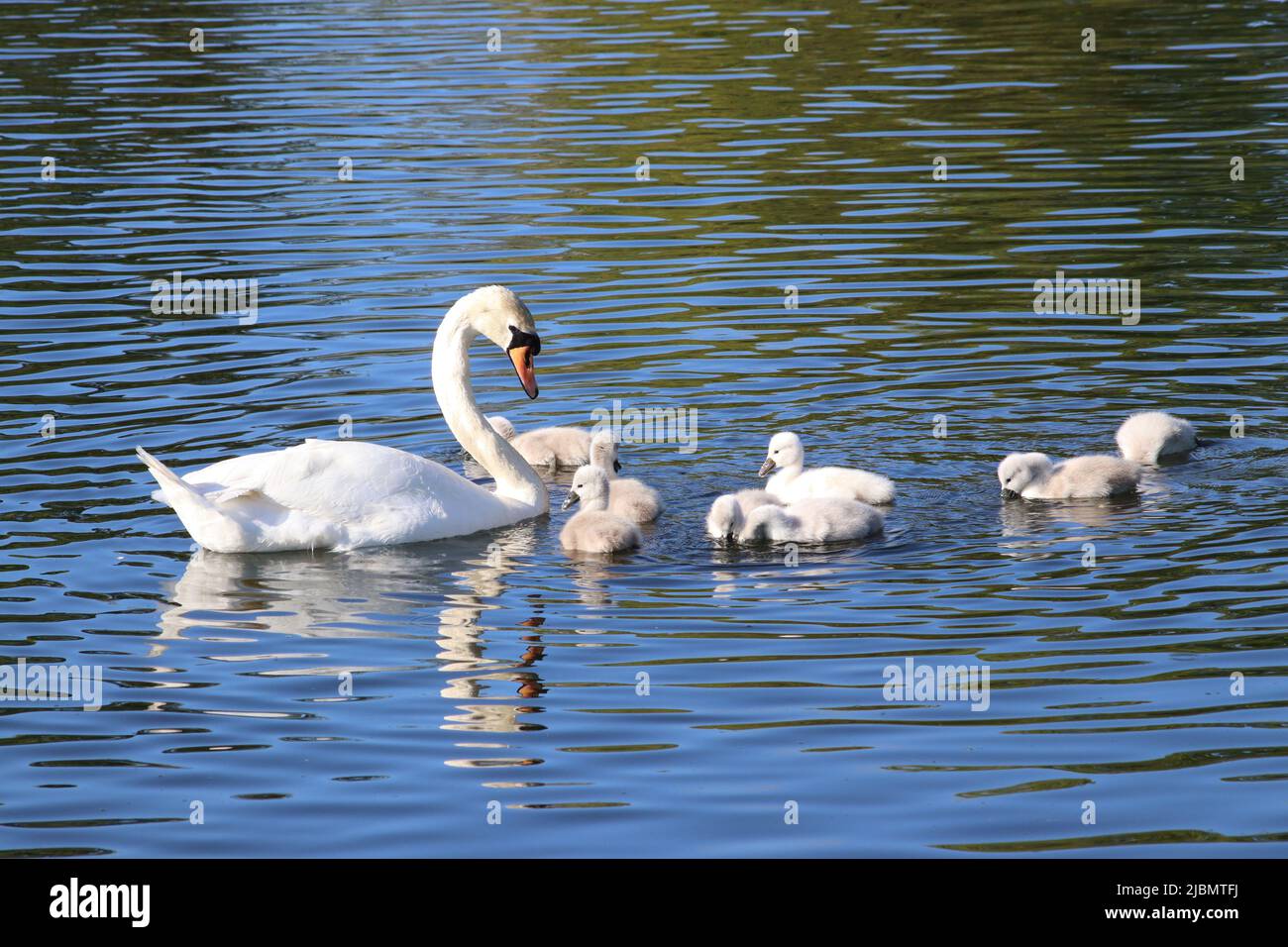Swan and Stock Photo Alamy
