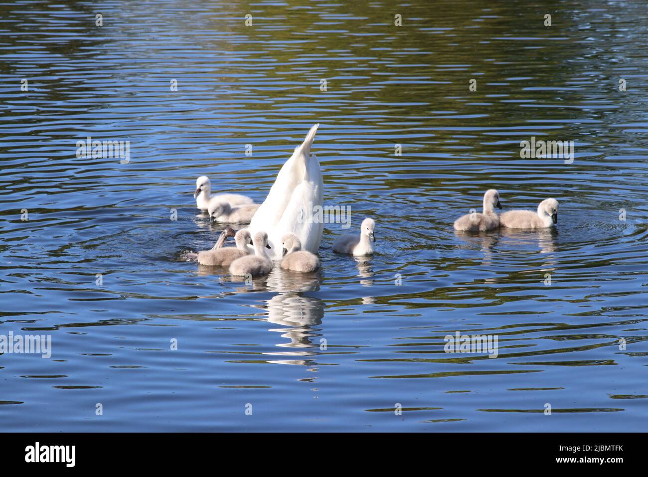 Swan and Stock Photo Alamy