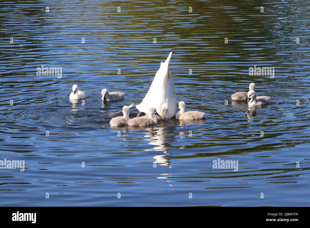 Swan and Stock Photo Alamy