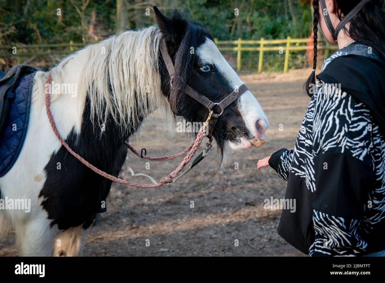 Teenage girl feeding small gypsy cob draft horse pony Stock Photo