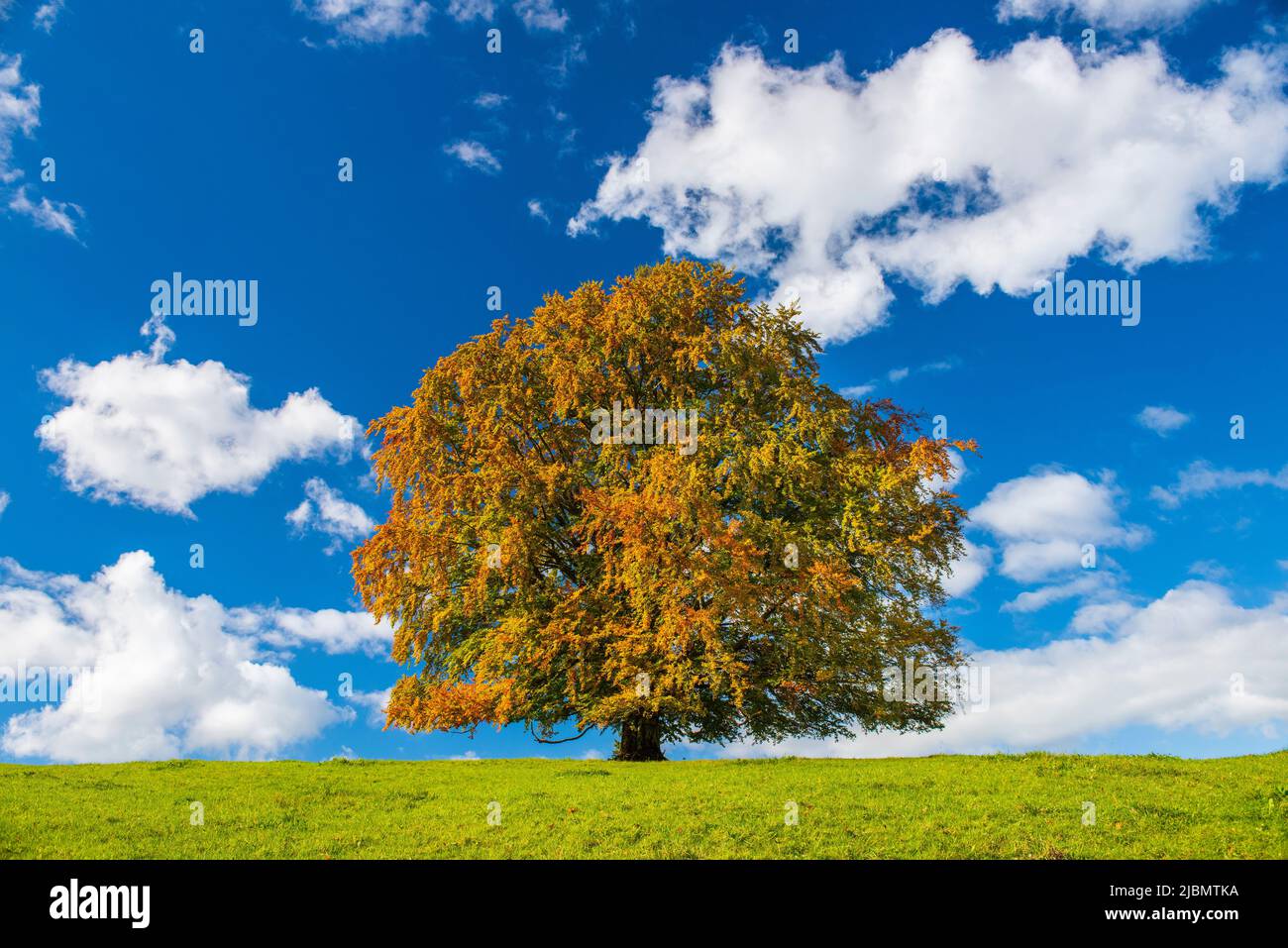 single tree with perfect treetop in meadow Stock Photo