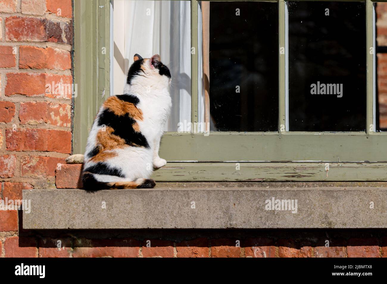 A tri-colour calico cat peering in hopefully at a window on a windowsill Stock Photo