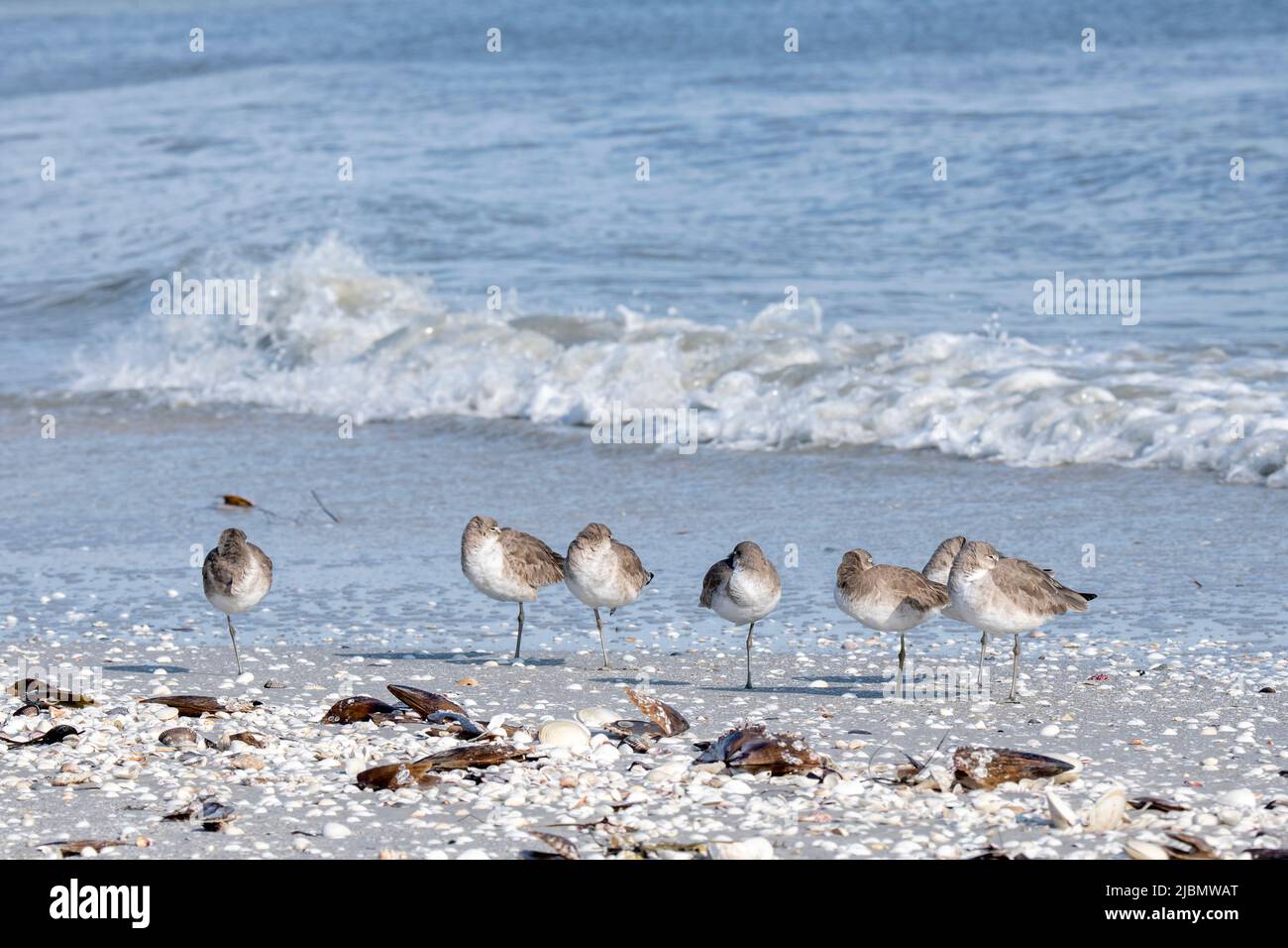 Florida. A flock of Western Willets, (Tringa semipalmata) standing on one leg in the seashells of Sanibel Island. Stock Photo