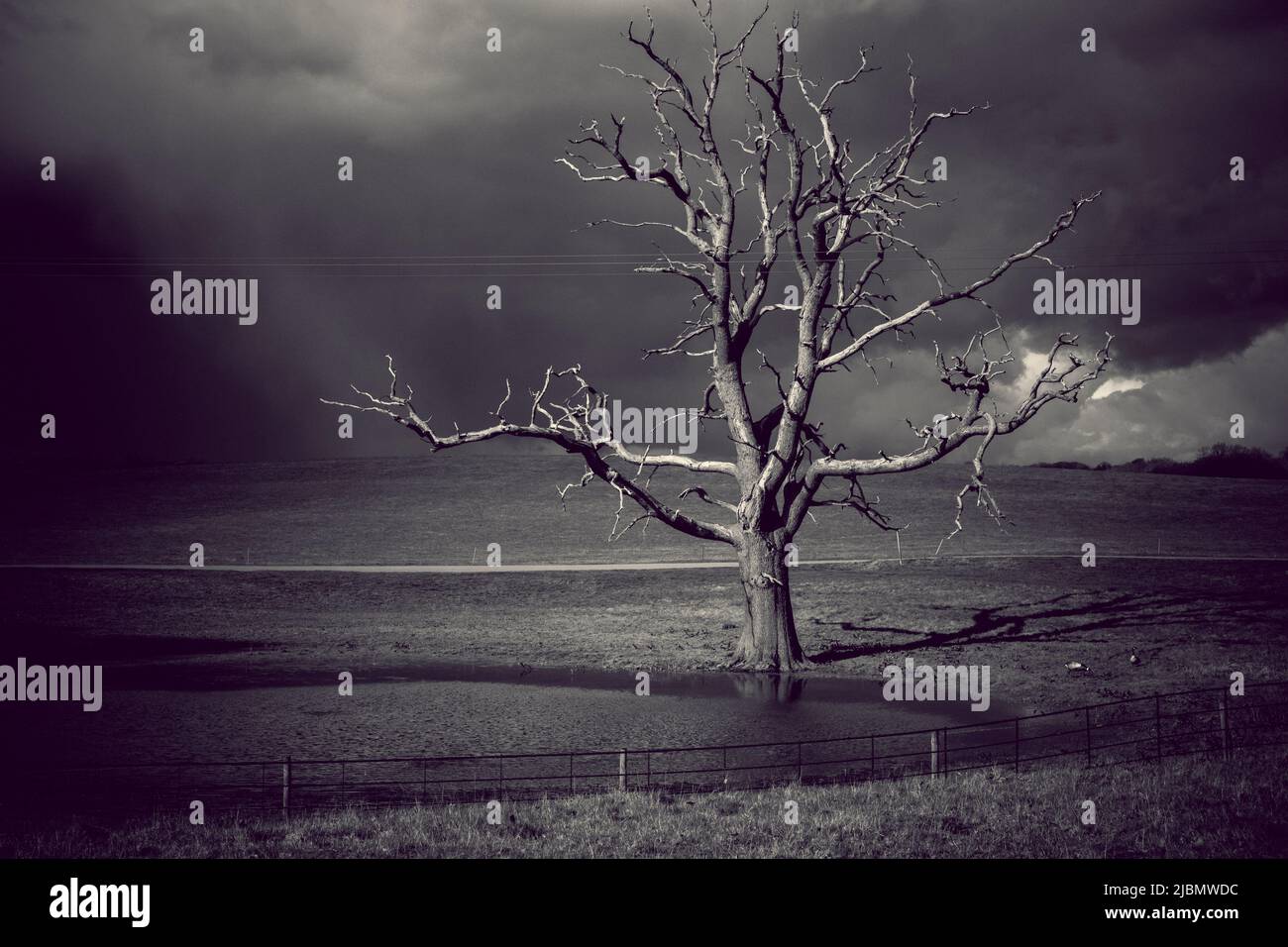Dramatic black and white landscape of light hitting a bare tree after a storm Stock Photo