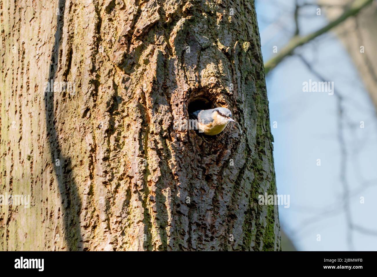 A Eurasian Nuthatch bird peering out of a tree knot hollow, hole on large tree Stock Photo