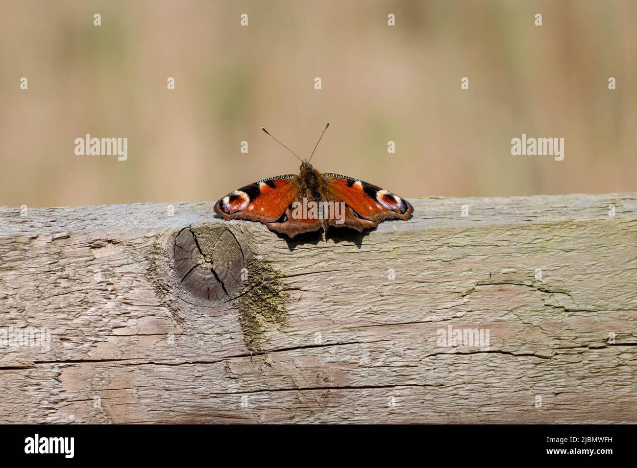 Red dorsal side of bright peacock butterfly on a plank of wood Stock Photo