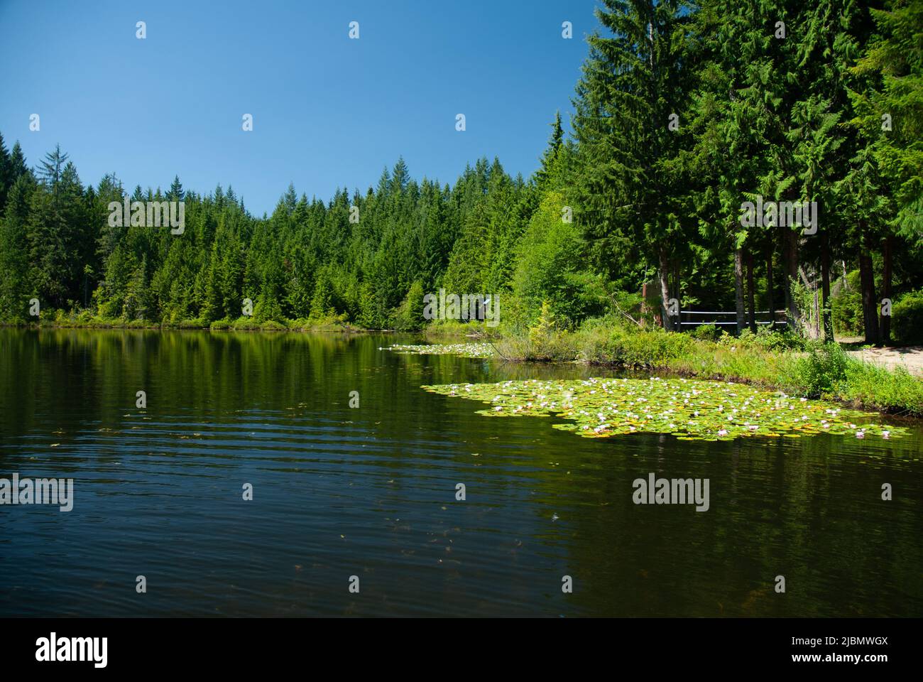 Flowering water lilies at Lake Bronson in Sultan, Washington State, USA