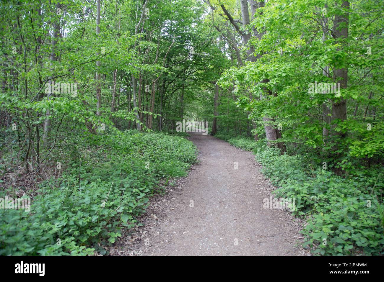 Hockley Woods, Hockley, Essex, England, May 2nd, 2022, Peaceful woodland scene Stock Photo