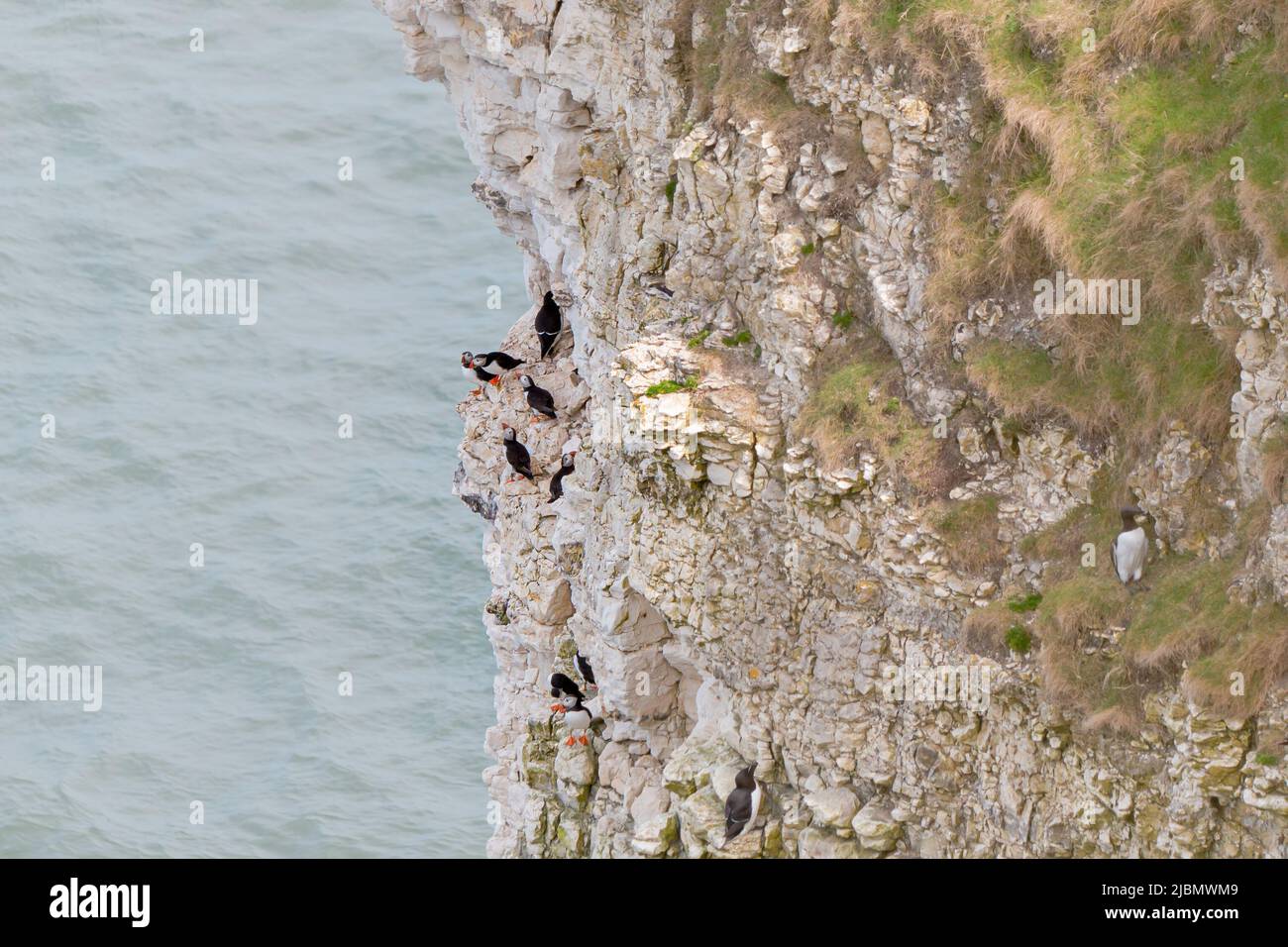Puffins, guillemots and razorbill sea birds nesting on chalk cliffs at Flamborough Stock Photo