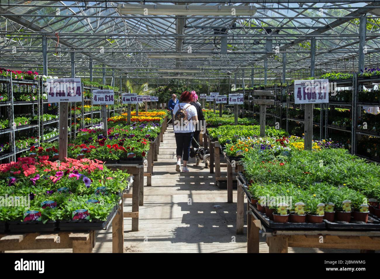 Hockley, Essex, England, May 8th, 2022, people browse amongst plants and flowers on sale at the Hockley Garden Centre Stock Photo