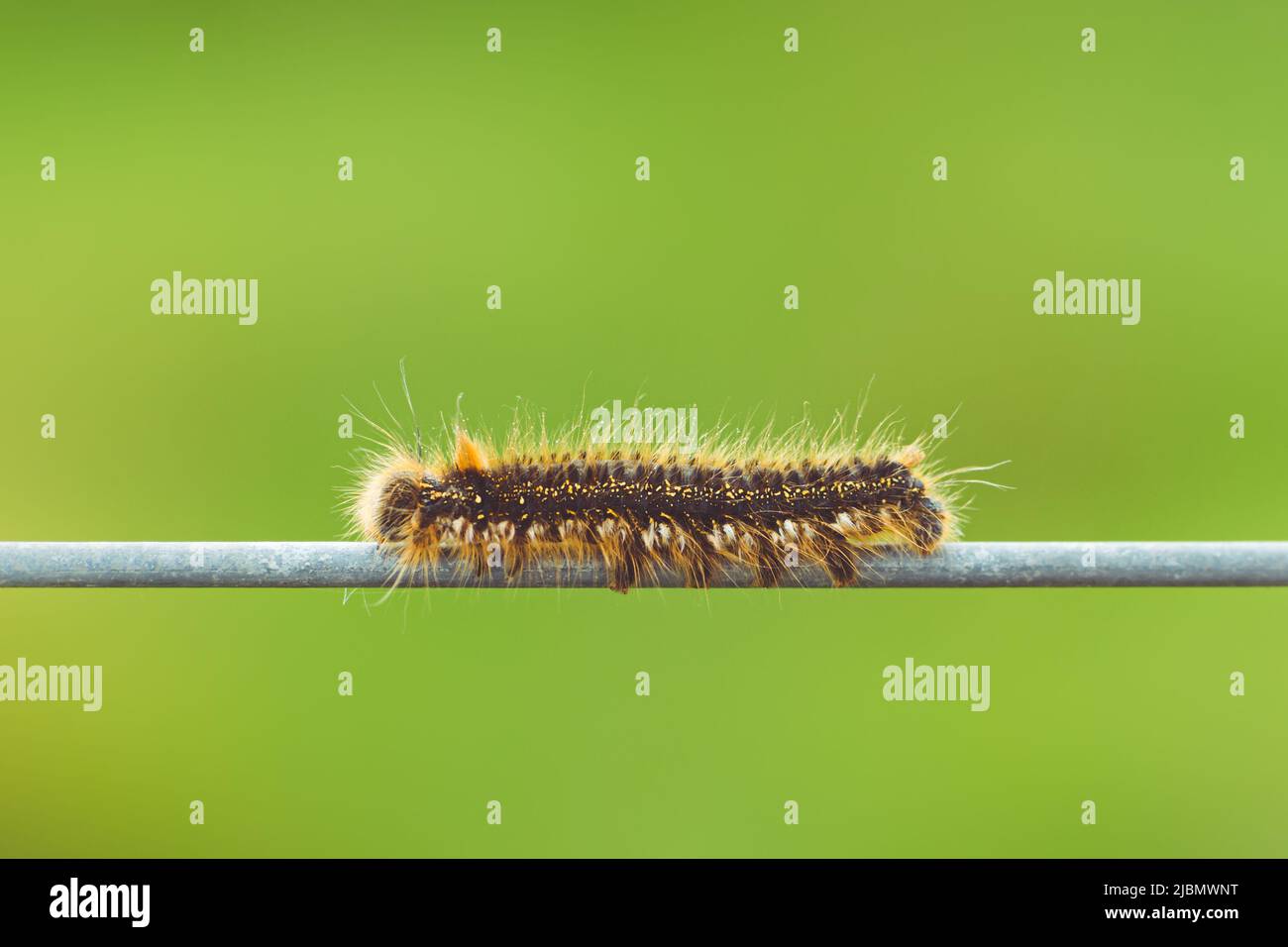 A hairy drinker moth caterpillar on a wire fence with copy space Stock Photo