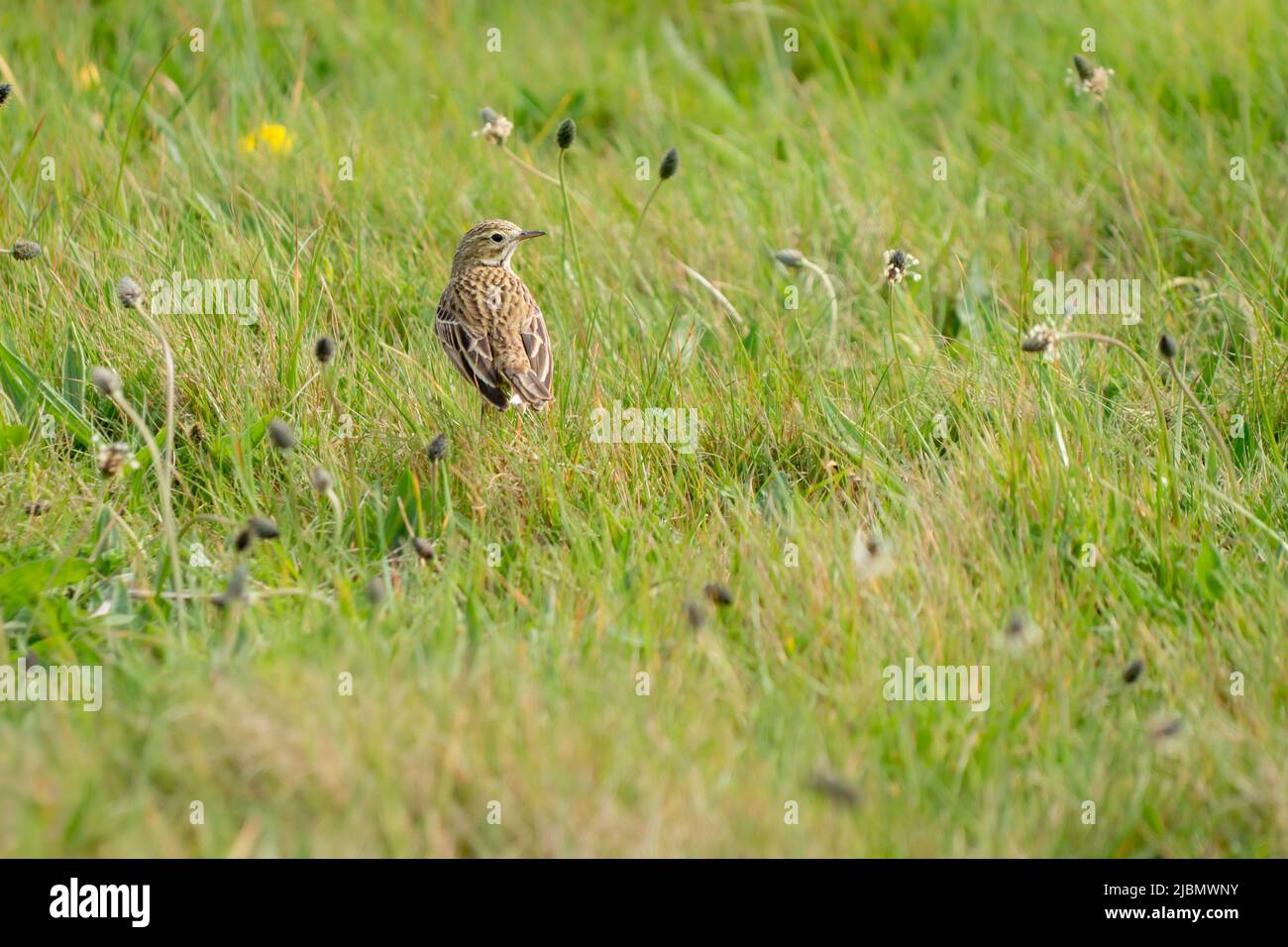 A meadow pipit from behind in a grass meadow Stock Photo