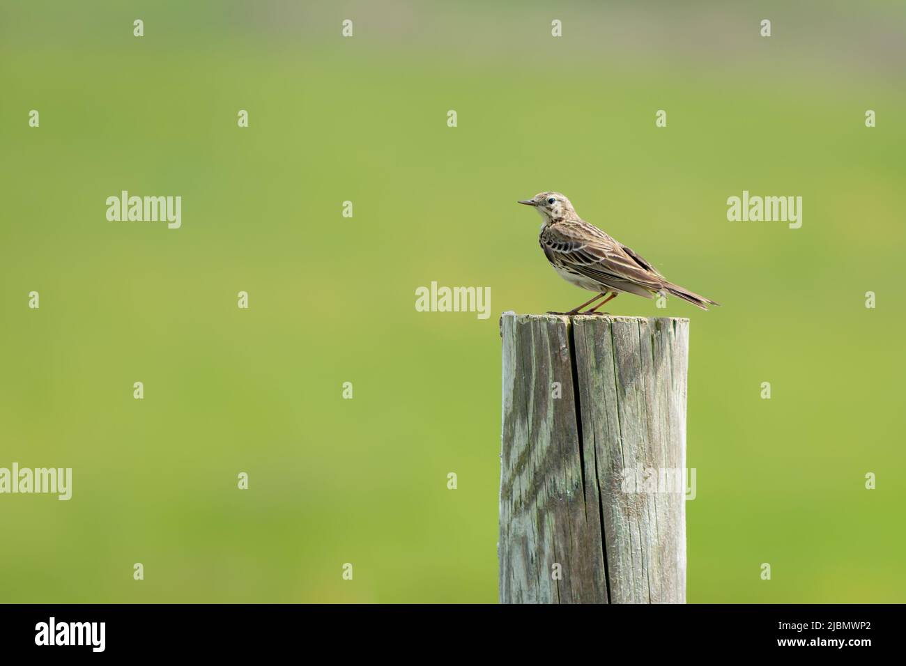 A meadow pipit in profile on a fence post Stock Photo