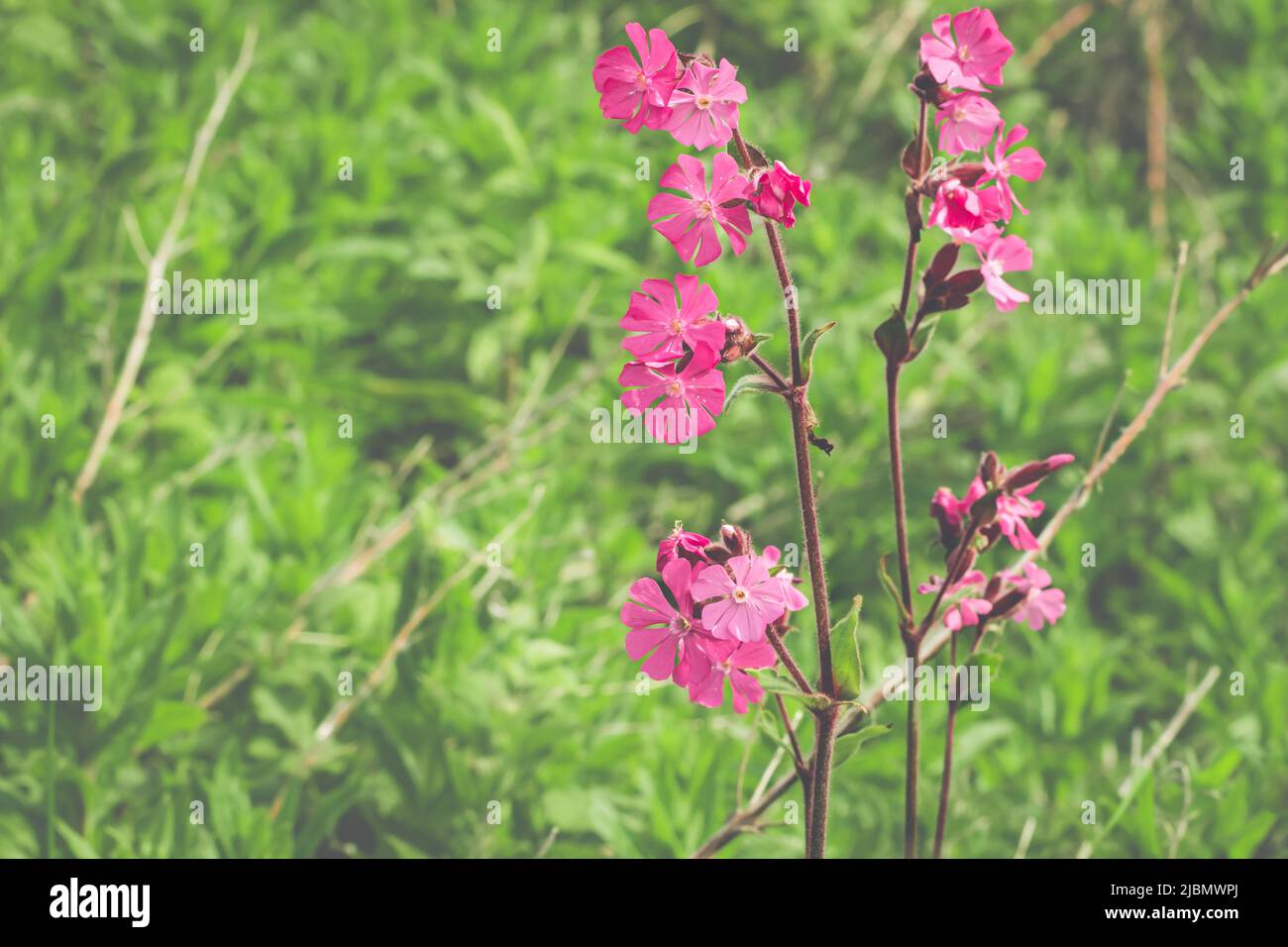 Bright pink Red Campion flowers against a backdrop of greenery Stock Photo