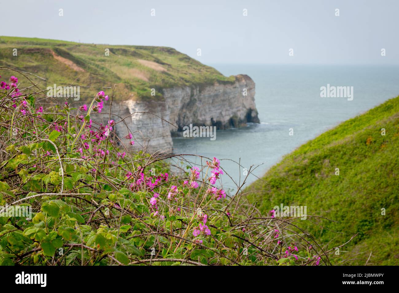 Landscape of chalk cliffs and the North Sea at Flamborough Head with Red Campion flowers in the foreground Stock Photo