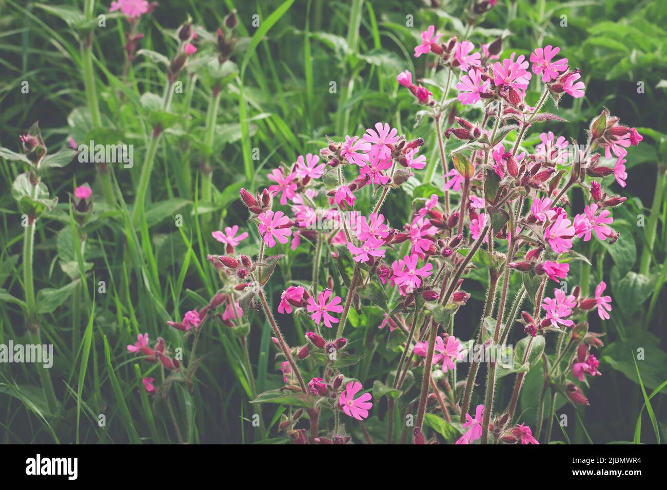 Bright pink Red Campion flowers against a backdrop of greenery Stock Photo